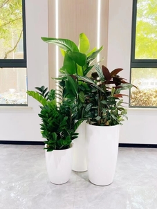 前湾盆景租赁公司